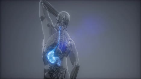 Human-Stomach-Radiology-Exam
